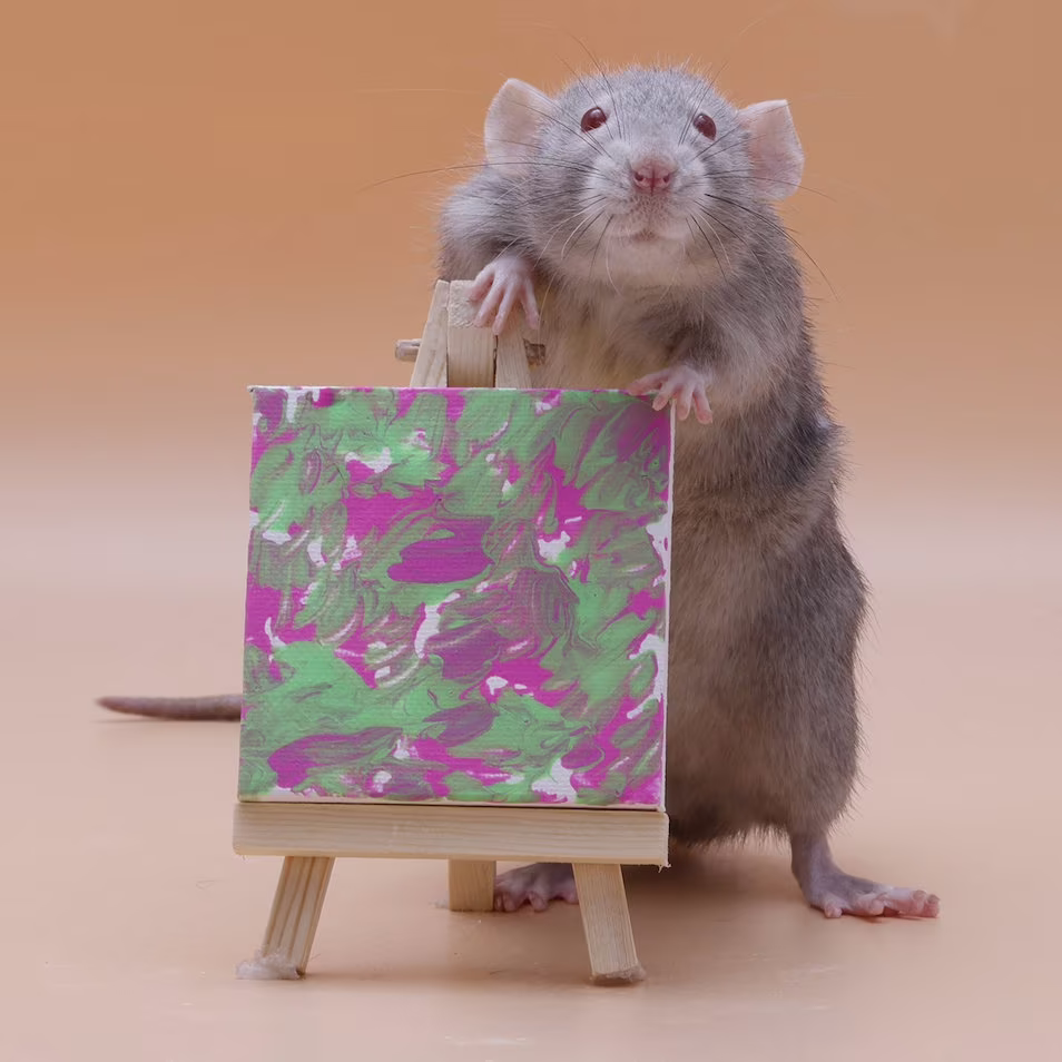 Painting rats